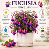 Blue Fuchsia Plant Live, Flower Plant, 4-8 Inch Tall, 5 Inch Pot