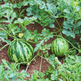 2 Red Live Watermelon Plants, Edible Vegetable Plant