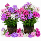 2 Phlox Flower Live Plants, Outdoor Landscape Perennial, 5-7 Inch Tall