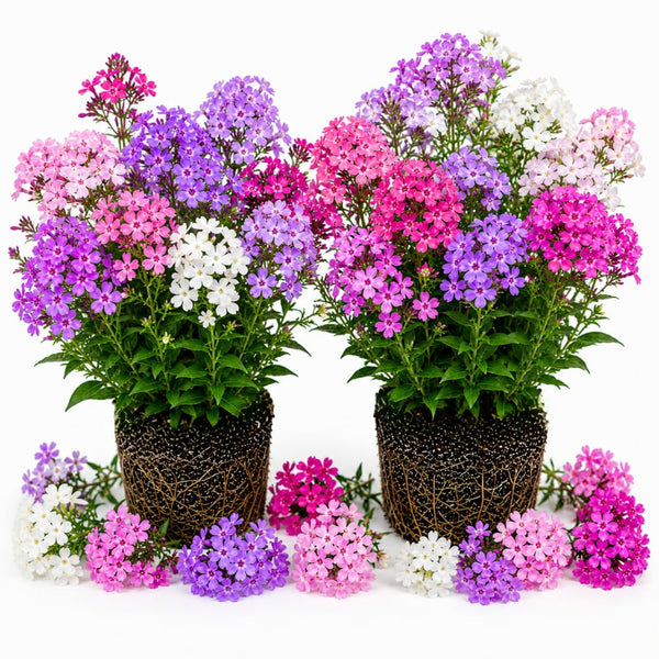 2 Phlox Flower Live Plants, Outdoor Landscape Perennial, 5-7 Inch Tall