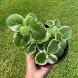 2 Variegated Cuban Oregano Herb Live Plants, Patio Container Herb