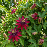 2 Red Passion Flower Plants, Passiflora Flower Plant, 4-6 Inch Tall