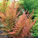 Autumn Fern Live Plant in 2 Inch Pot, Fern Plant 3-5" Tall