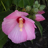 2 White Hibiscus Flower Live Plants, 4-8 Inch Tall
