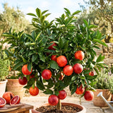 Orange Tree Plant Live, Citrus Fruit Tree, 1-2 Ft Tall, 1 Gallon Pot