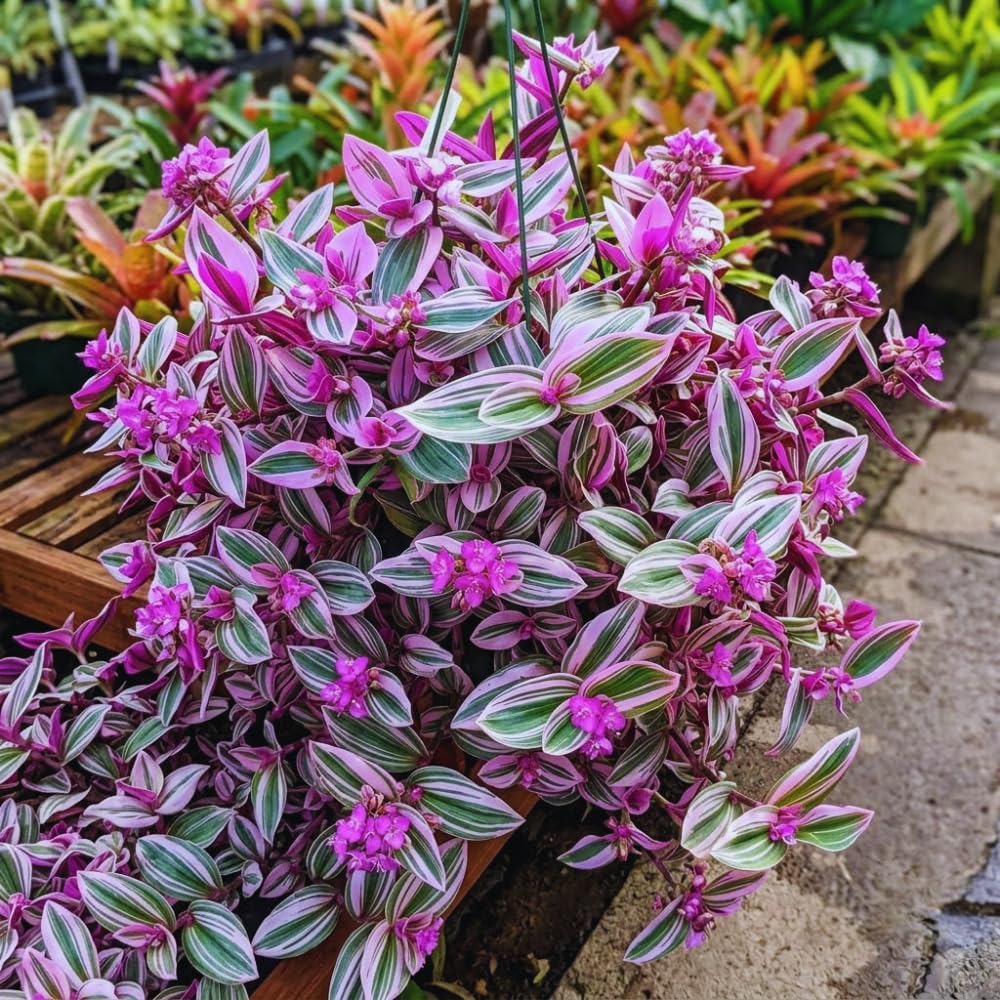 Pink Tradescantia Wandering Jew Live Plant, Indoor Plant, 3 Inch Pot