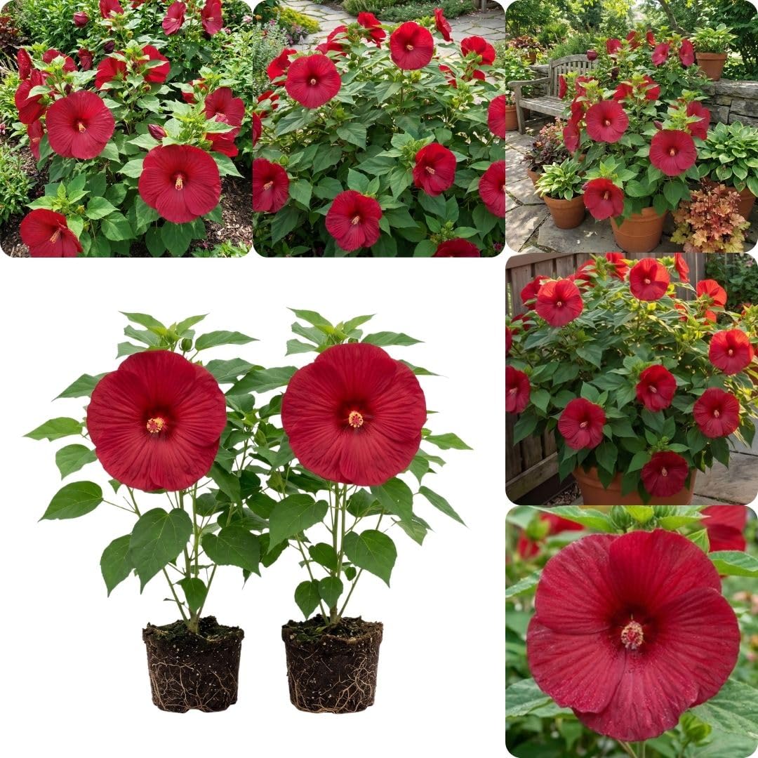 Set 2 Red Hibiscus Plant Live, Hibiscus Starter Plant 3-6" Tall