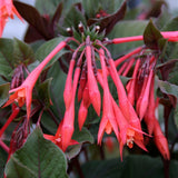 Red Orange Fuchsia Live Plant, Long Blooming Flower, 5 Inch Pot