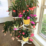 2 Random Christmas Cactus Live Plants, Holiday Cactus, 4-6 Inch Tall