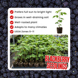 2 High Yields Black Berry Plants Live, Live Starter Plant, 4-6 Inch Tall