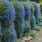 100 Blue Creeping Thyme Seeds, Creeping Thyme Plants, Ground Cover Plants