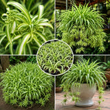 Variegated Live Spider Plant, Trailing Indoor Houseplant, 4-6 Inch Tall