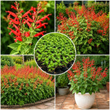 Pineapple Live Salvia Sage Plant, Hardy Flower Plant, 4-7 Inch Tall