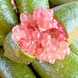 Pink Finger Lime Tree Plant Live, 1-2 Ft Tall, 3 Gallon Pot