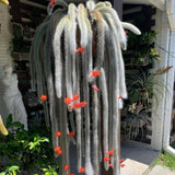 Trailing Monkey Tail Cactus Live Plant, Succulent Plant, 4 Inch Pot