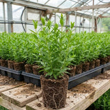 2 Phlox Flower Live Plants, Outdoor Landscape Perennial, 5-7 Inch Tall