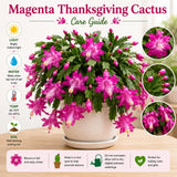 Holiday Cactus Live Plant, Rare Houseplant, 4-7 Inch Tall, 4 Inch Pot