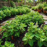 2 Cuban Oregano Plants Live, Garden Herb Plant, 4 Inch Tall, 4 Inch Pot