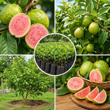 Pink Guava Tree Live Plant, Sweet Tropical Fruit, 6-10 Inches Tall