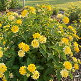 2 Yellow White Lantana Live Plants, Indoor Outdoor Plant, 4-7 Inch Tall