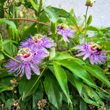 Purple Passion Flower Plant Live, Flower Vine, 4-7 Inch Tall