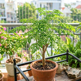 Moringa Tree Live Plant, Fast Growing Herb Tree, 4-7 Inch Tall, 4 Inch Pot