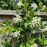Star Jasmine Plant Live 4 to 6 Inch Tall