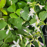 Green Shamrock Oxalis Live Plant, Trailing Indoor Houseplant, 3.5 Inch Pot