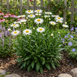 White Daisy Live Plant, Perennial Flower Plant, 3-5 Inch Tall, 3 Inch Pot