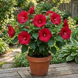 2 Red Hibiscus Bushes Live Plants, Vibrant Bloom Plant, 5-7 Inch Tall