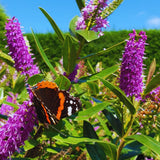 2 Raspberry Butterfly Bushes Plants Live, Flower Bush, 5-7 Inch Tall