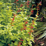 Pineapple Sage Salvia Live Plant in 4" Pot, 2 Plant Per Pot