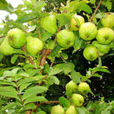 Pink Guava Fruit Tree Live Plant, Patio Container Fruit Tree
