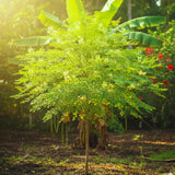 50 + Moringa Seeds to Plant, Garden Seeds for Planting