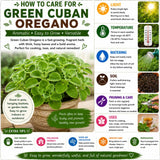 2PPP Green Cuban Oregano Plant, 4'' Tall in 4 Inch Pot, Fragrant Herb