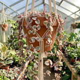 Variegated String of Hearts Live Plant, 4-6 Inch Tall, 4 Inch Pot