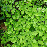 Pacific Maidenhair Fern Live Plant in 2.5 Inch Pot
