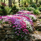 2 Creeping Phlox Flower Live Plants, Well-Rooted Flower Plug, 5-7 Inch Tall