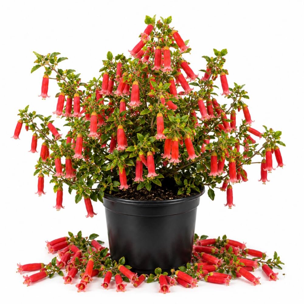 Red Fuchsia Flower Plant Live, Fuchsia Plant, 4-8 Inch Tall, 5 Inch Pot