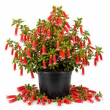 Red Fuchsia Flower Plant Live, Fuchsia Plant, 4-8 Inch Tall, 5 Inch Pot