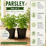 Parsley Plants Live, Culinary Herb Garden Plant, 4-7 Inch Tall