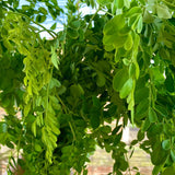 2 Moringa Live Plants, Herb Tree, 4-7 Inch Tall, 4 Inch Pot