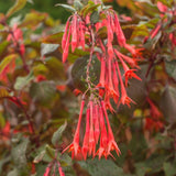 Red Orange Fuchsia Live Plant, Long Blooming Flower, 5 Inch Pot