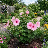2 Rose Pink Hibiscus Live Plant, 3-6" Tall