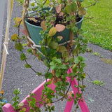 Orange Mint Live Plant, 3–5 Inch Tall