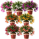 2 Random Christmas Cactus Live Plants, Holiday Cactus, 4-6 Inch Tall