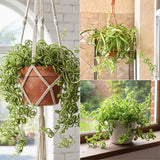 Curly Spider Live Plant, Indoor Decor Plant, 3-5 Inch Tall, 2 Inch Pot