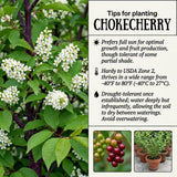 Chokecherry Live Plant, Berry Shrub, 7-9 Inch Tall, 5 Inch Pot