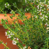 Live Thyme Herb Plant, Edible Culinary Thyme Herb Plant for Containers