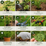 2 Cold Hardy Black Berry Live Plants, Outdoor Garden Plant, 4-6 Inch Tall
